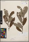 Foto von Salix cinerea L.